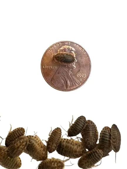 (500 ct) Bad Ass Bugs Small Live Dubia Roaches | Live Reptile Food!