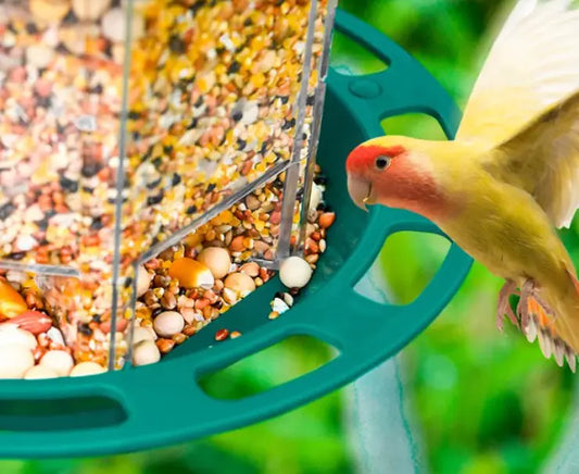 Automatic Out-Door Bird Feeder
